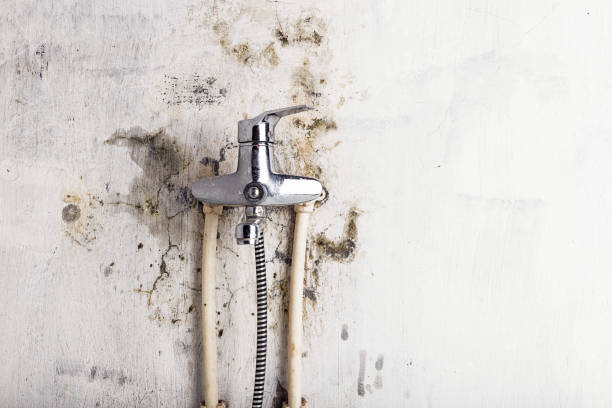 Best Mold Removal Near Me  in Princeton, TX