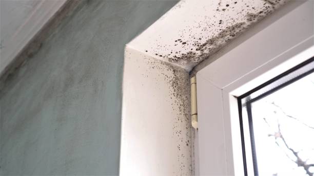Reliable Princeton, TX Mold Removal Solutions