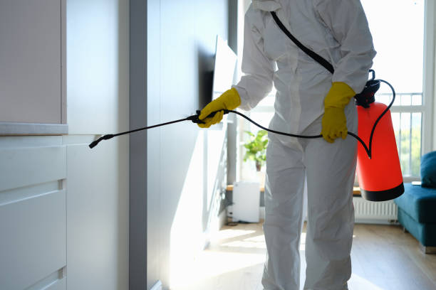 Mold Removal and Inspection in Princeton, TX