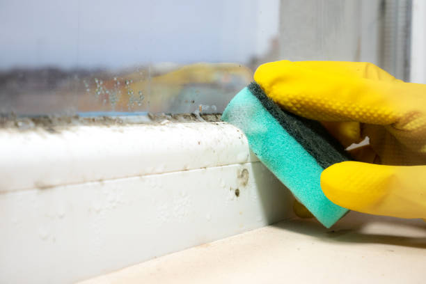 Best Emergency Mold Removal  in Princeton, TX