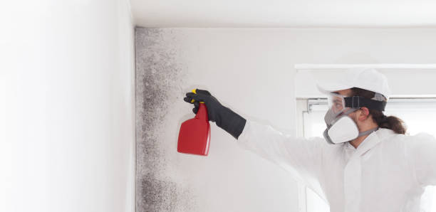 Best Residential Mold Removal  in Princeton, TX