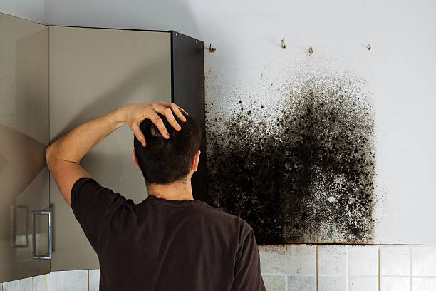 Best Black Mold Removal  in Princeton, TX