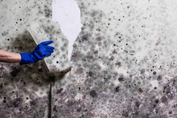 Best Office Mold Removal Services  in Princeton, TX