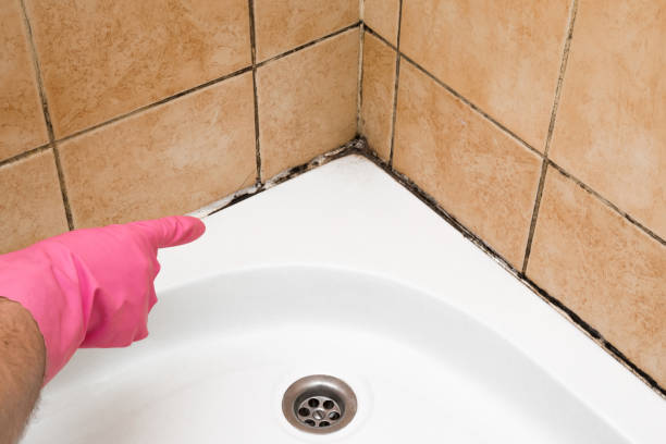 Best Mold Damage Repair  in Princeton, TX